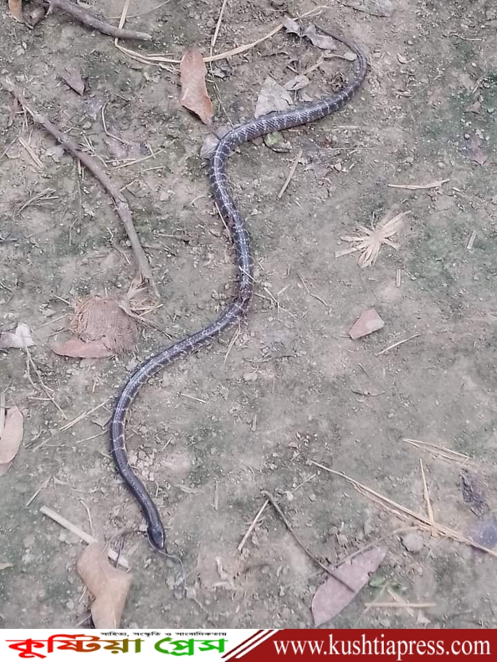 কুষ্টিয়া কাঞ্চনপুর ইউনিয়নের ভবানীপুরে সর্প দংশনে মা ও মেয়ের মৃত্যু