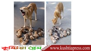 মানুষকৃত হত্যা করা ৮ টি মৃত বাচ্চাগুলোর মা কুকুরটি অবাক বিস্ময়ে তাকিয়ে দেখছে