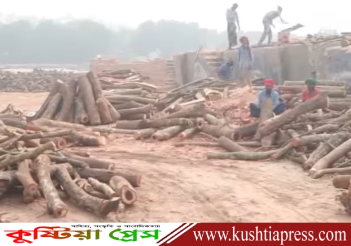 কুষ্টিয়ায় কৃষিজমিতে গড়ে ওঠা ইটভাটাগুলোতে পোড়ানো হচ্ছে কাঠ, জেলার ২১৩ ইটভাটার ১৯৬টি অবৈধ!