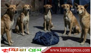 রাস্তায় পড়ে থাকা নবজাতককে পুরো রাত জুড়ে রক্ষা করেছে একদল ফ্রি-রেঞ্জ কুকুর