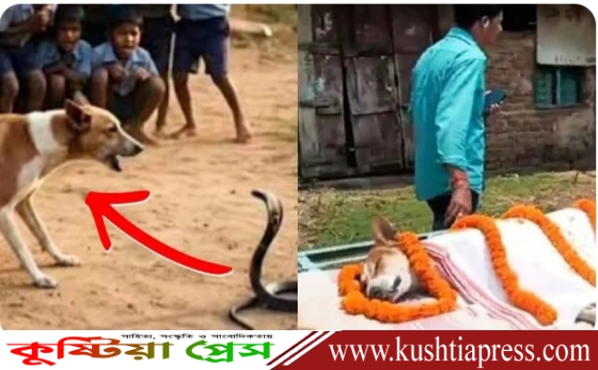 ত্রিশজন শিশুর প্রাণ বাঁচাতে সাপের সাথে লড়াই করে নিজের জীবন উপসর্গ করলো একটি কুকুর!